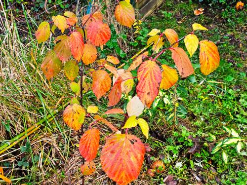 Viburnum betulifolium HORT'IS VIRIDIOS (R)