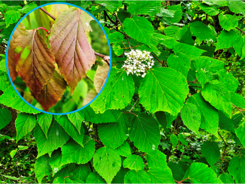 Viburnum betulinum HORT'IS VIRIDIOS (R)