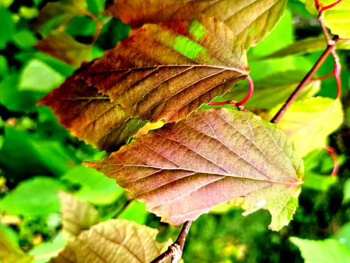 Viburnum betulifolium HORT'IS VIRIDIOS (R)