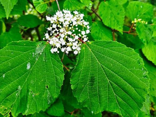 Viburnum betulifolium HORT'IS VIRIDIOS (R)