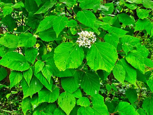 Viburnum betulifolium HORT'IS VIRIDIOS (R)