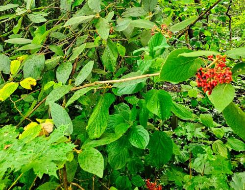 Viburnum buddleifolium HORT'IS VIRIDIOS (R)