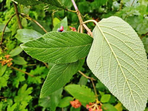 Viburnum buddleifolium HORT'IS VIRIDIOS (R)