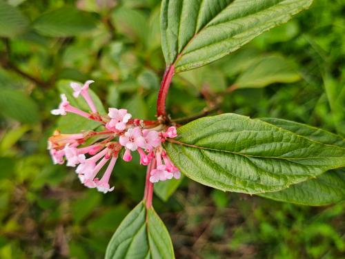 Viburnum farreri Viburnum fragrans HORT'IS VIRIDIOS (R)