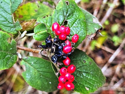 Viburnum lantana HORT'IS VIRIDIOS (R)