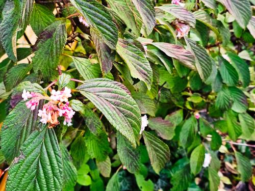 Viburnum farreri Viburnum fragrans HORT'IS VIRIDIOS (R)