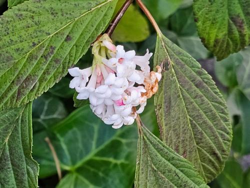 Viburnum farreri Viburnum fragrans HORT'IS VIRIDIOS (R)