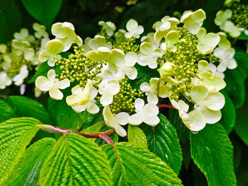 Viburnum plicatum ’Lanarth’ HORT'IS VIRIDIOS (R)