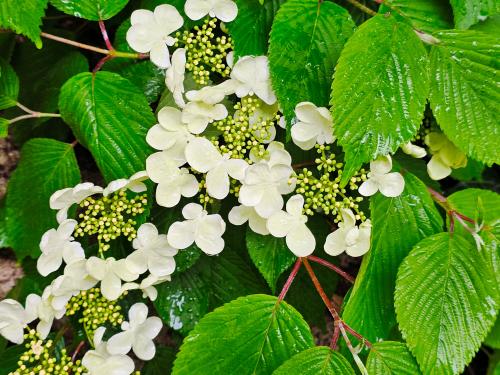 Viburnum plicatum ’Lanarth’ HORT'IS VIRIDIOS (R)