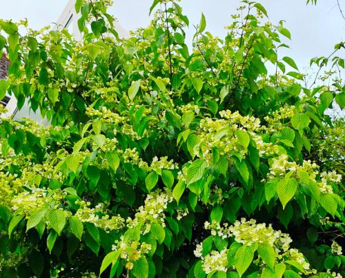 Viburnum plicatum ’Lanarth’ HORT'IS VIRIDIOS (R)