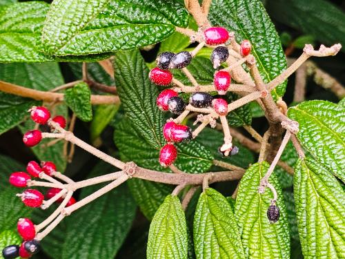 Viburnum rhytidophyllum  HORT'IS VIRIDIOS (R)