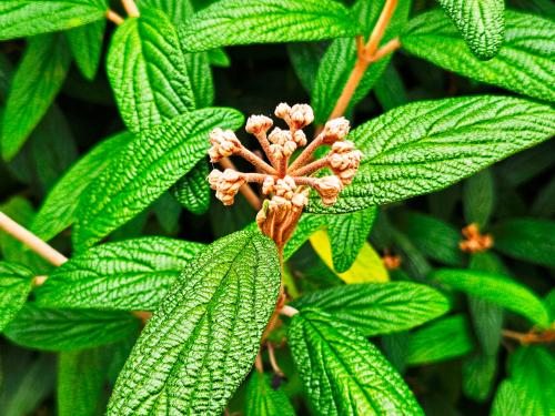 Viburnum rhytidophyllum  HORT'IS VIRIDIOS (R)