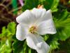 Pelargonium ‘Armor Blanc’ HORT'IS VIRIDIOS (R)