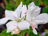 Pelargonium ‘Armor Blanc’ HORT'IS VIRIDIOS (R)