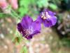 Geranium phaeum HORT'IS VIRIDIOS (R)