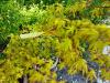 Acer palmatum ‘Ueno Yama‘  HORT'IS VIRIDIOS (R)