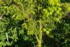 Acer palmatum ‘Ueno Yama‘  HORT'IS VIRIDIOS (R)