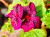Pelargonium ‘Rembrand’  HORT'IS VIRIDIOS (R)