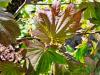 Acer shirawasanum 'Autumn Moon' HORT'IS VIRIDIOS (R)