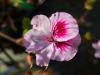 Pelargonium 'Wayward Angel' HORT'IS VIRIDIOS (R)