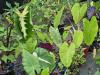 Colocasia esculenta  HORT'IS VIRIDIOS (R)