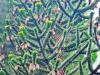 Araucaria araucana  HORT'IS VIRIDIOS (R)