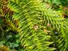Araucaria araucana  HORT'IS VIRIDIOS (R)