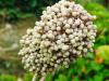 Allium ampeloprasum var. ampeloprasum  HORT'IS VIRIDIOS (R)