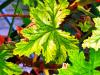 Pelargonium ‘Charity’  HORT'IS VIRIDIOS (R)