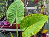 Alocasia macrorrhiza HORT'IS VIRIDIOS (R)
