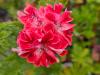 Pelargonium ‘Lirique’  HORT'IS VIRIDIOS (R)