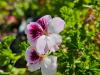 Pelargonium 'Wayward Angel' HORT'IS VIRIDIOS (R)
