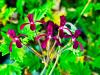 Pelargonium sidoides HORT'IS VIRIDIOS (R)