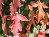 Acer tataricum ssp.ginnala HORT'IS VIRIDIOS (R)