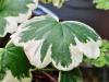 Pelargonium 'Mme Salleron'  HORT'IS VIRIDIOS (R)