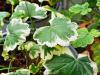 Pelargonium 'Mme Salleron'  HORT'IS VIRIDIOS (R)