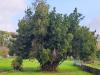 Quercus ilex HORT'IS VIRIDIOS (R)