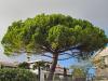 Pinus pinea Pinacées HORT'IS VIRIDIOS (R)