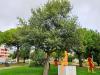 Quercus suber HORT'IS VIRIDIOS (R)