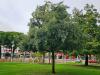 Quercus ilex HORT'IS VIRIDIOS (R)