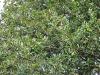 Quercus ilex HORT'IS VIRIDIOS (R)