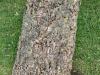 Quercus suber HORT'IS VIRIDIOS (R)
