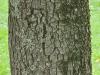 Quercus ilex HORT'IS VIRIDIOS (R)
