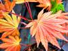 Acer shirawasanum 'Autumn Moon' HORT'IS VIRIDIOS (R)