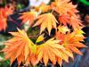 Acer shirawasanum 'Autumn Moon' HORT'IS VIRIDIOS (R)