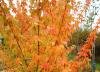  Acer buergerianum  HORT'IS VIRIDIOS (R)