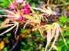 Acer palmatum 'Arakawa' HORT'IS VIRIDIOS (R)