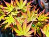 Acer palmatum 'Arakawa' HORT'IS VIRIDIOS (R)