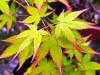 Acer palmatum 'Aureum' HORT'IS VIRIDIOS (R)