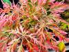 Acer palmatum 'Dissectum Emma' HORT'IS VIRIDIOS (R)